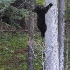 Bear Cubs Climbing the Tree
 /   